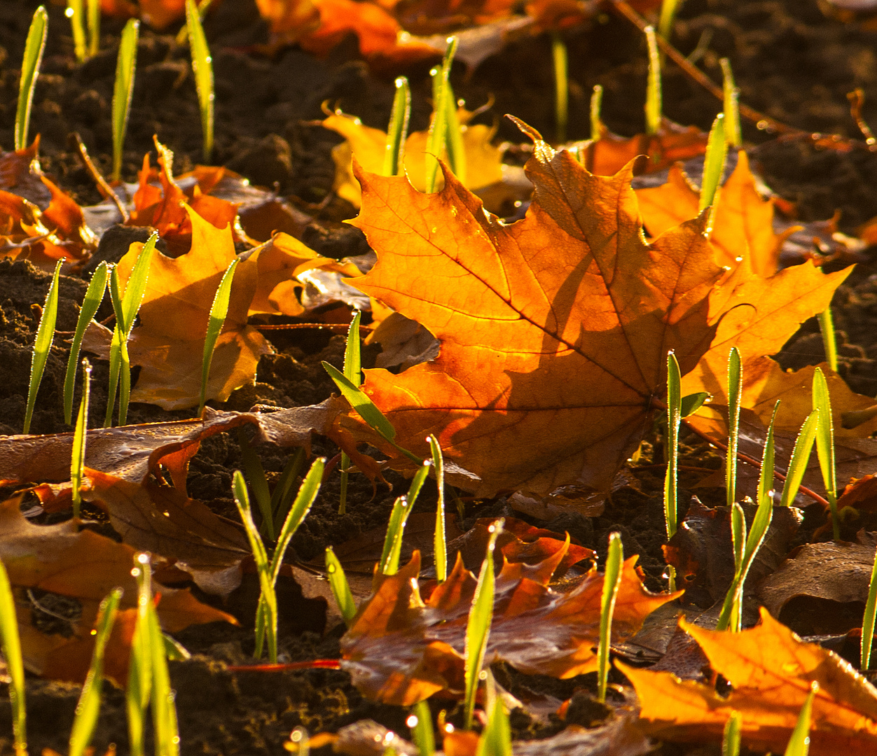 Wintergerste im Herbstlaub