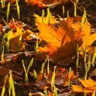 Wintergerste im Herbstlaub