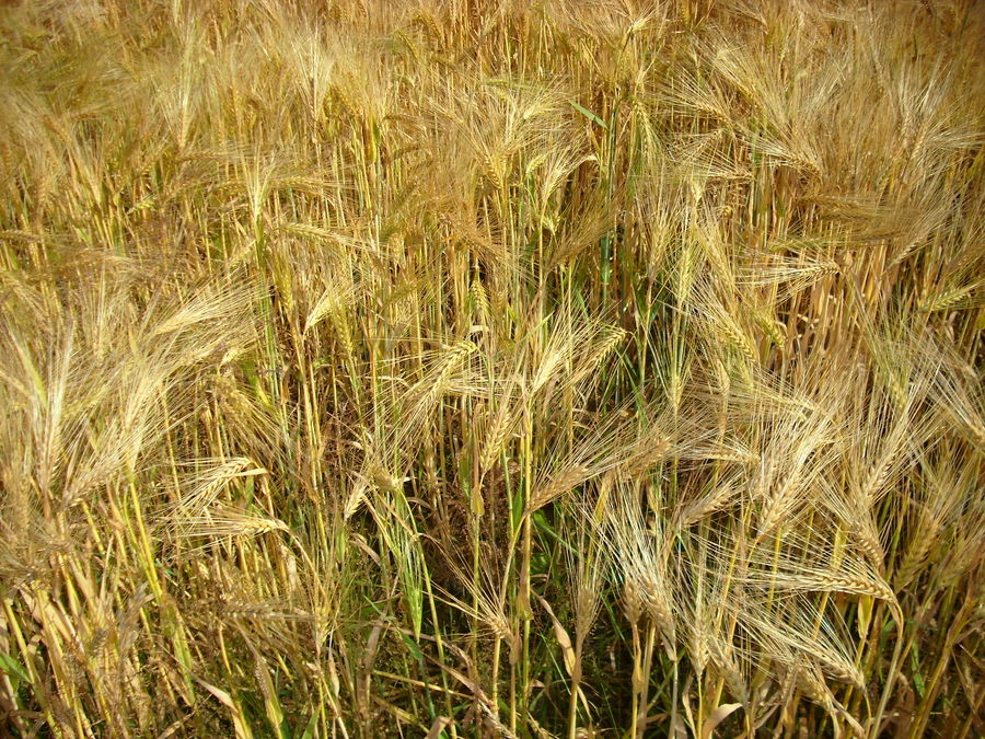 Wintergerste vor der Ernte