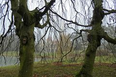 Wintergespenster...