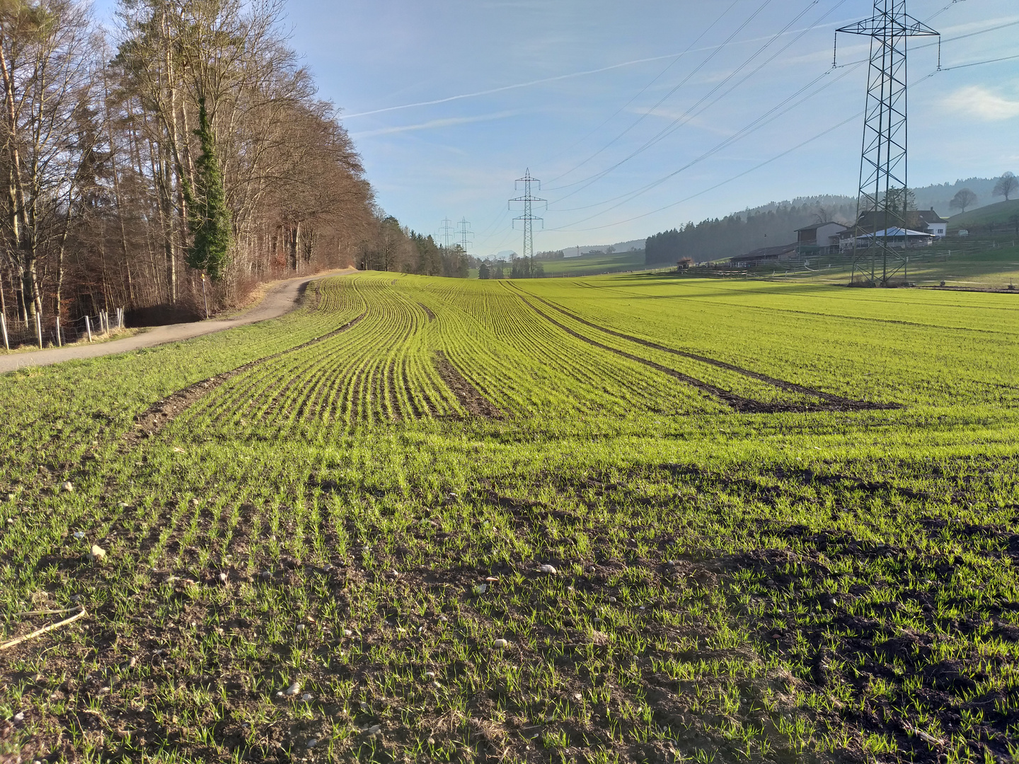 Wintergetreide Fällanden-4-1-22.jpg