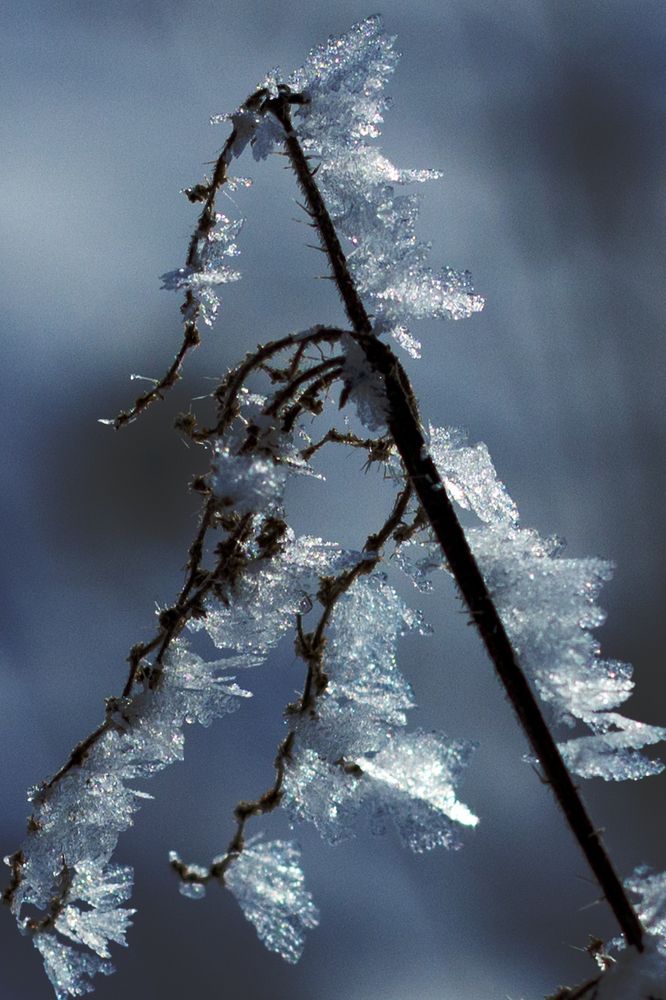 Wintergewächs...