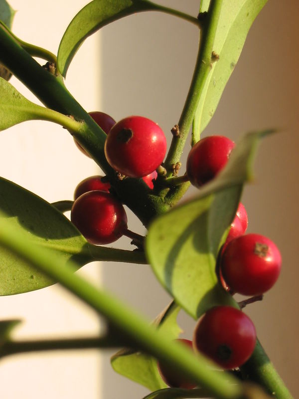 Wintergewächs in the Sunshine