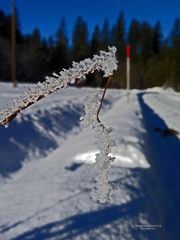 *"Winterglanz bei Tannheim in Tirol"