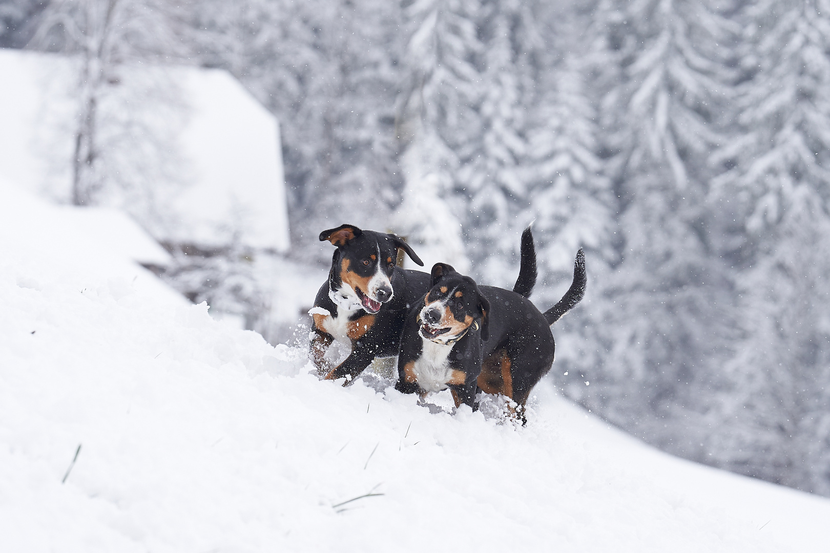 Winterglück