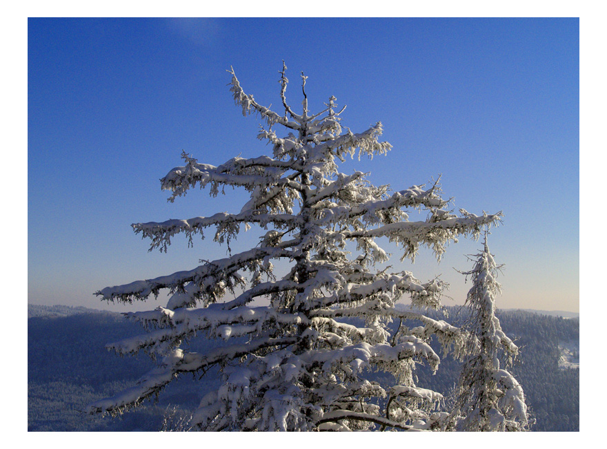 ~Winterglück~