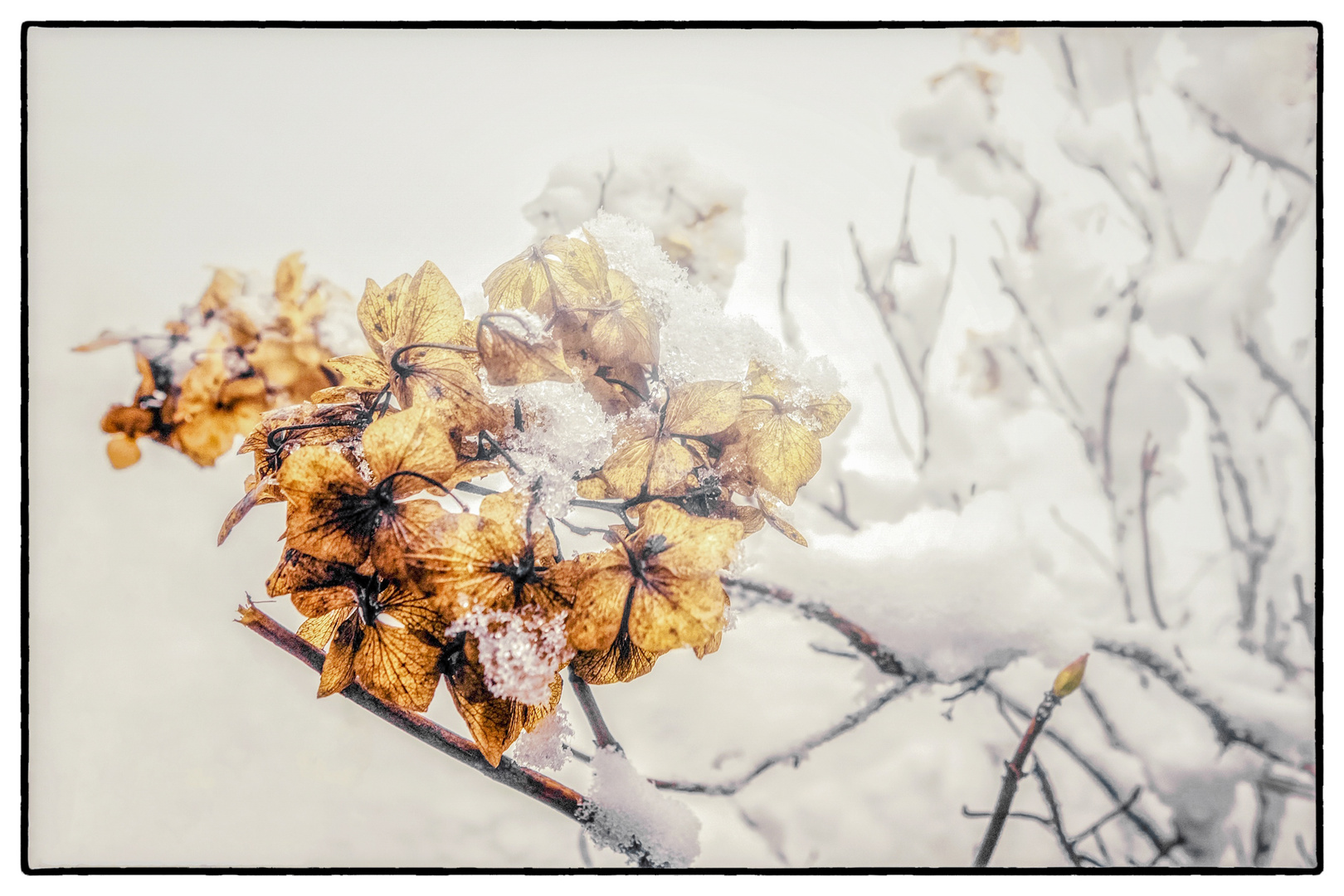 Wintergold