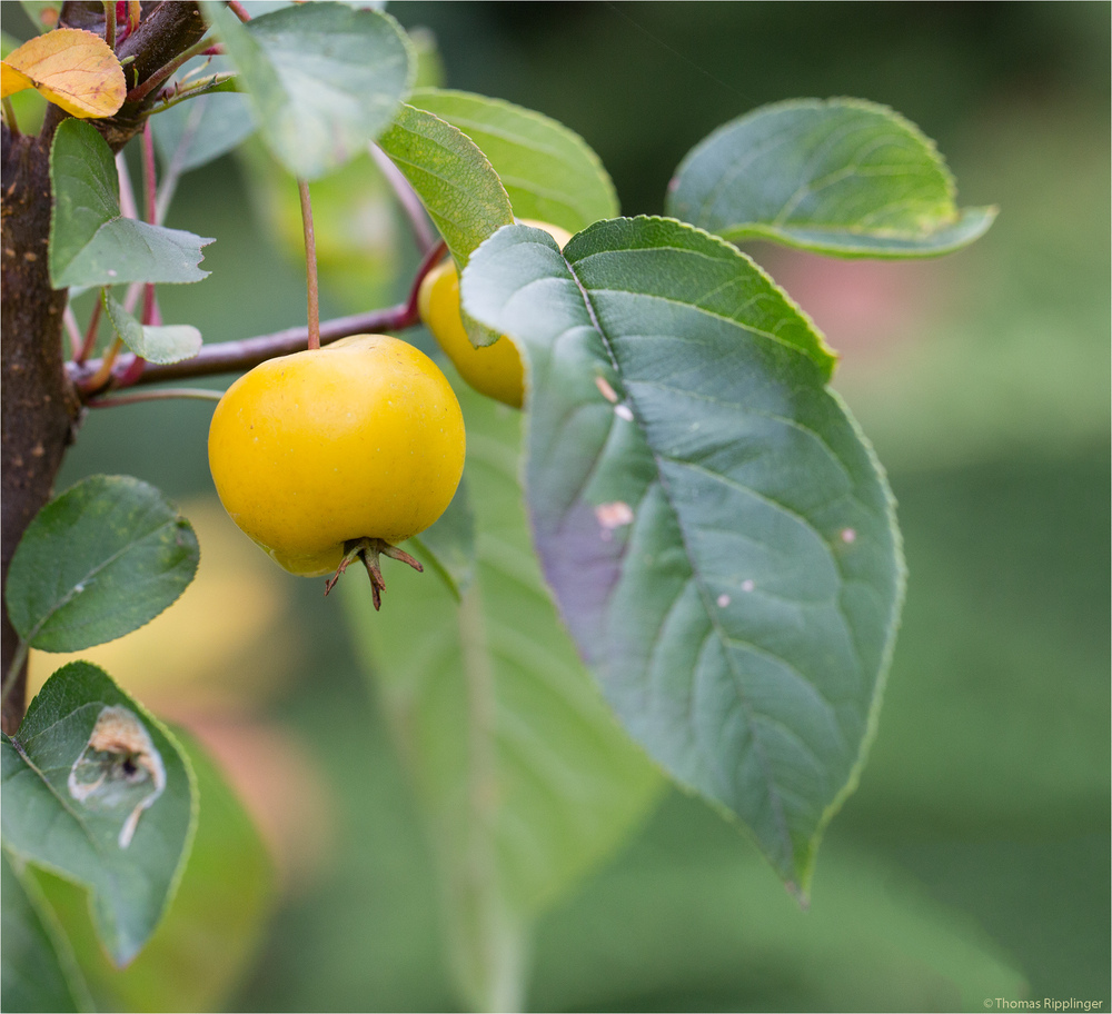 Wintergold Zierapfel (Malus) ...