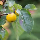 Wintergold Zierapfel (Malus) ...