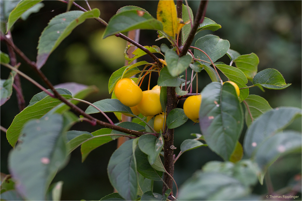 Wintergold Zierapfel (Malus) ....