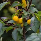 Wintergold Zierapfel (Malus) ....