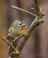 "Wintergoldhähchen"