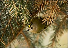 Wintergoldhähnchen