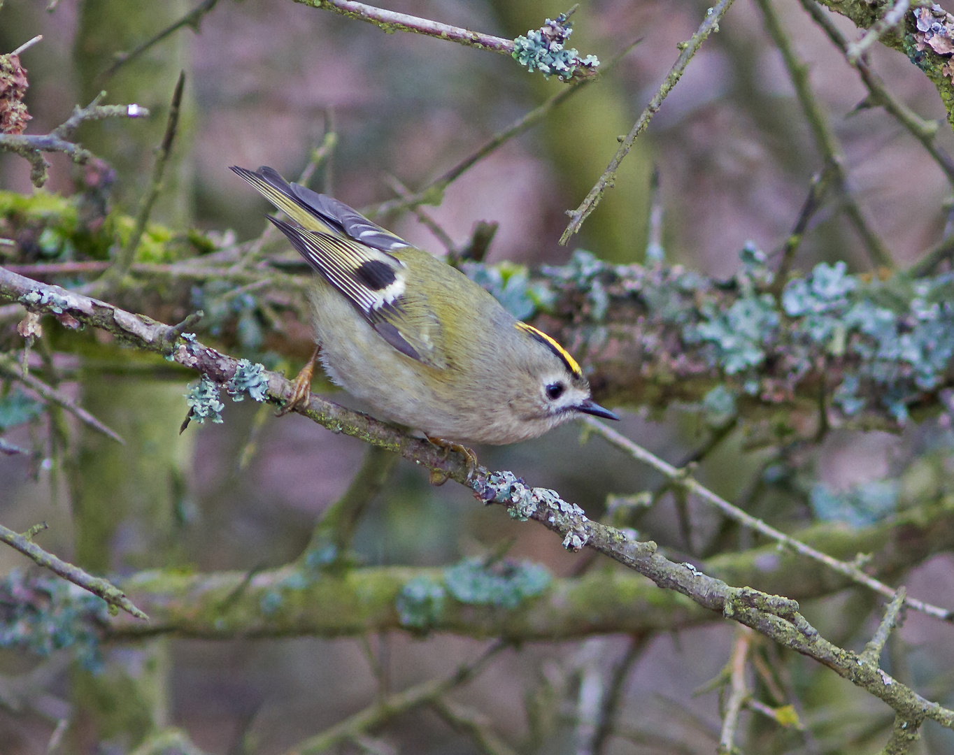 Wintergoldhähnchen