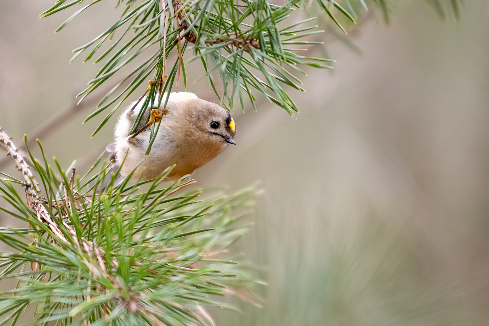 Wintergoldhähnchen