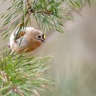 Wintergoldhähnchen