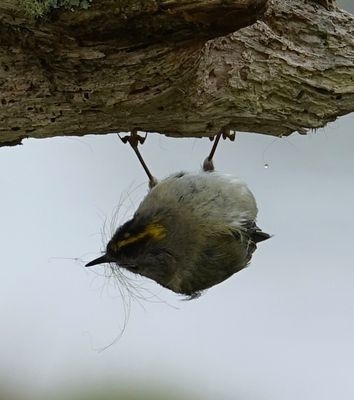 Wintergoldhähnchen #03