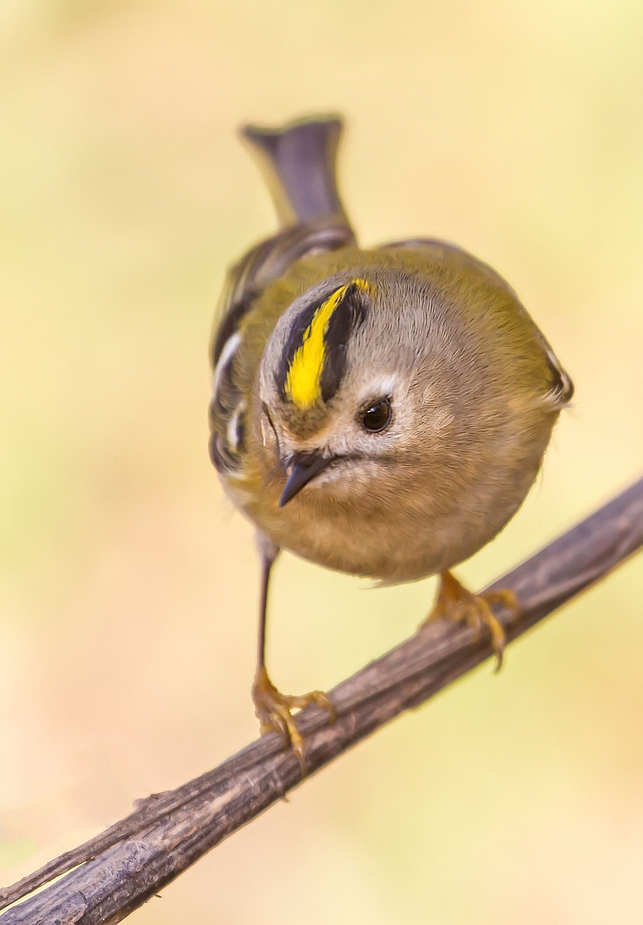 Wintergoldhähnchen