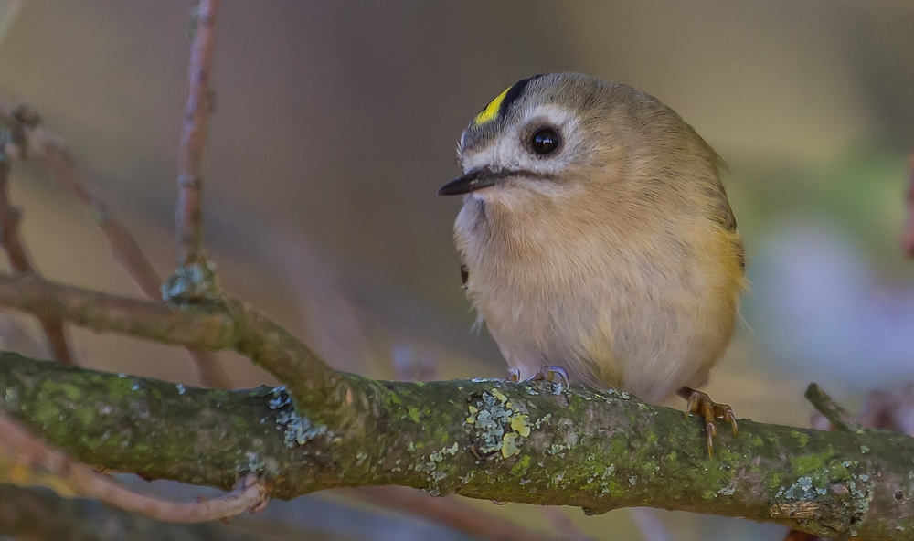 Wintergoldhähnchen