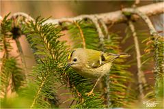 Wintergoldhähnchen