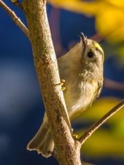 "WINTERGOLDHÄHNCHEN"