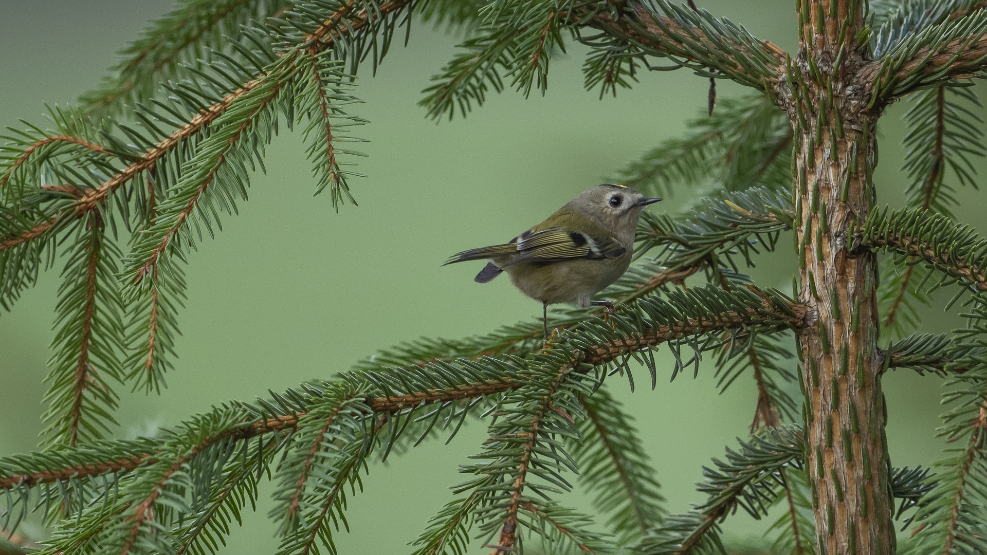 Wintergoldhähnchen