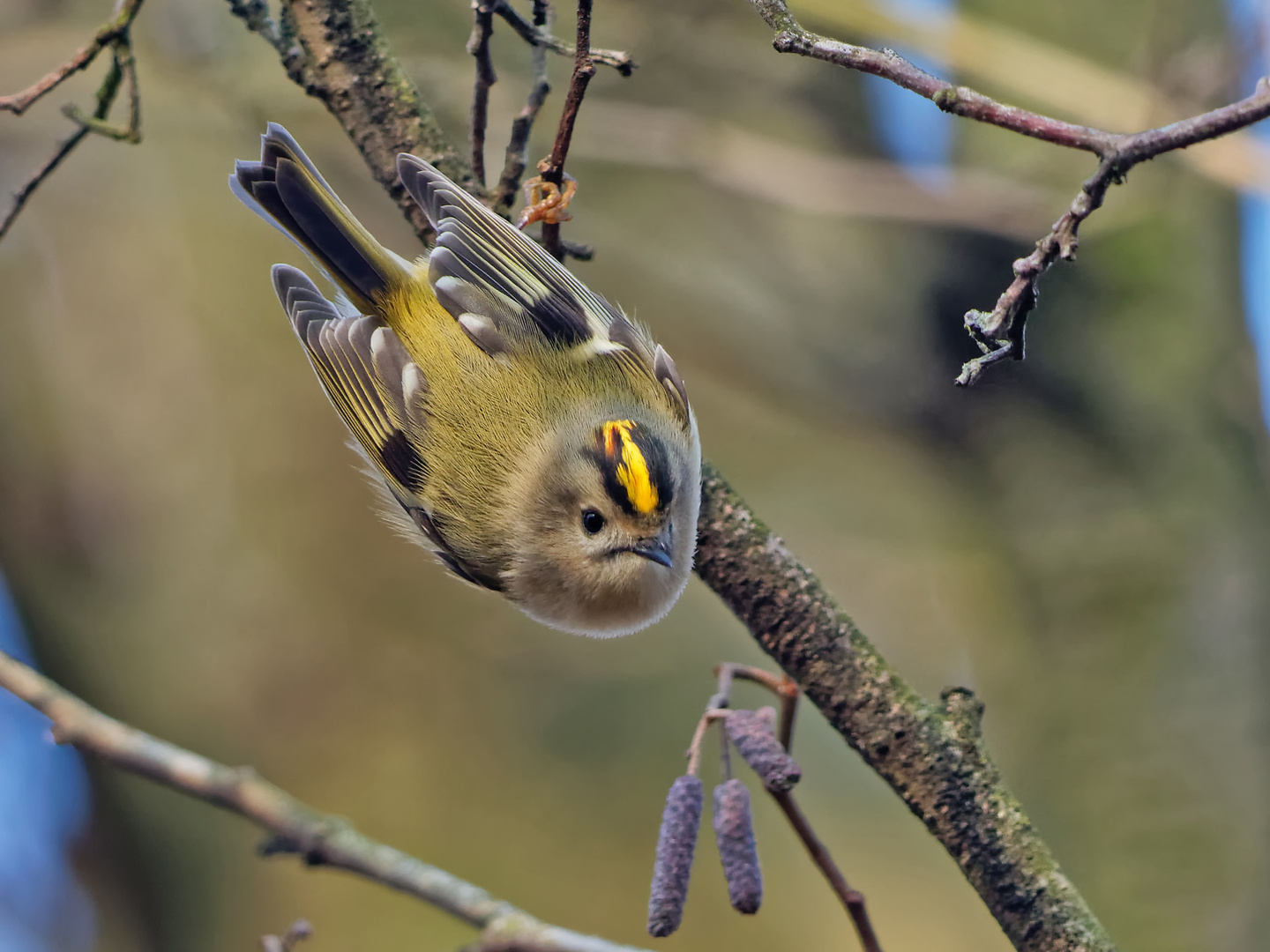 Wintergoldhähnchen