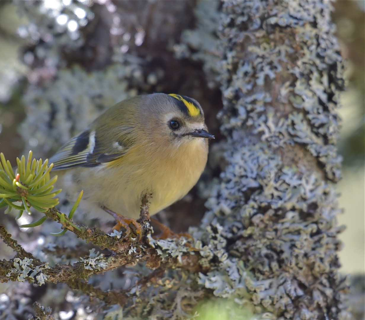 Wintergoldhähnchen