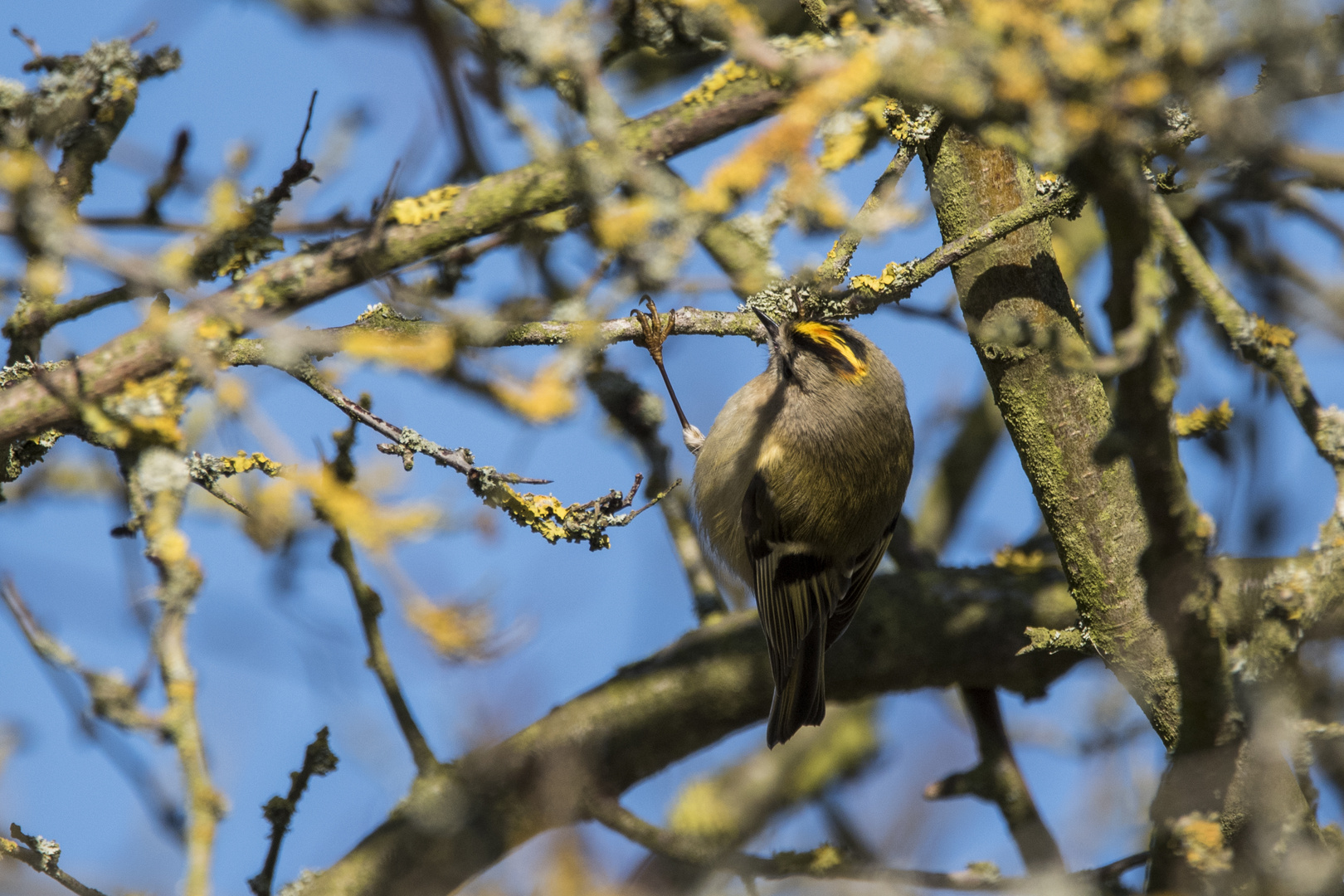 Wintergoldhähnchen