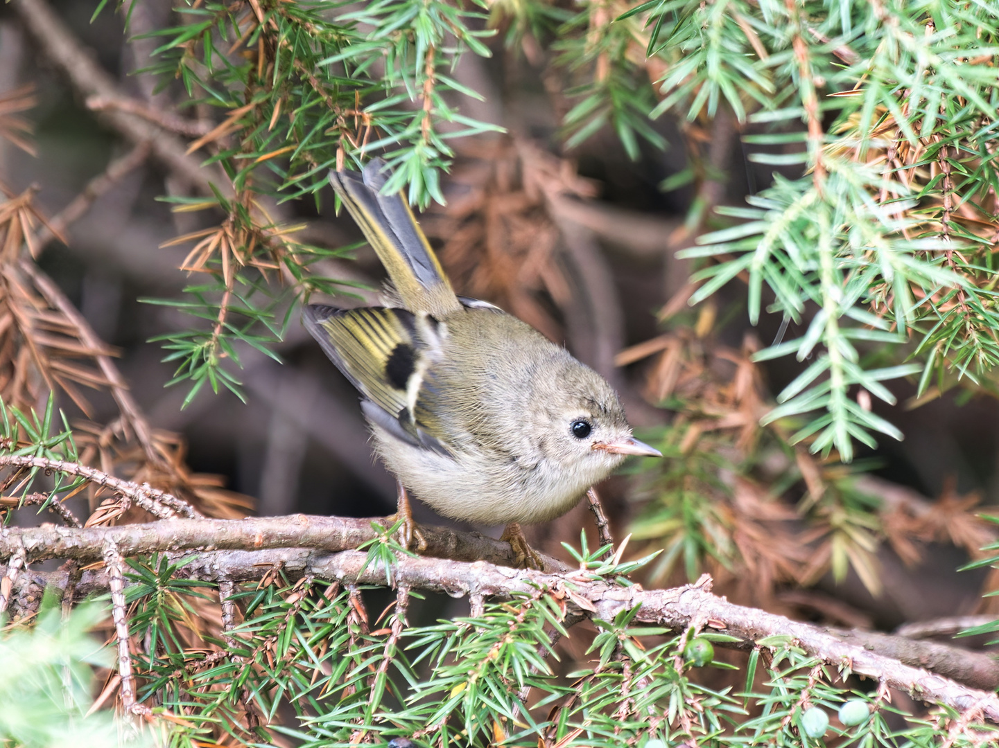 Wintergoldhähnchen