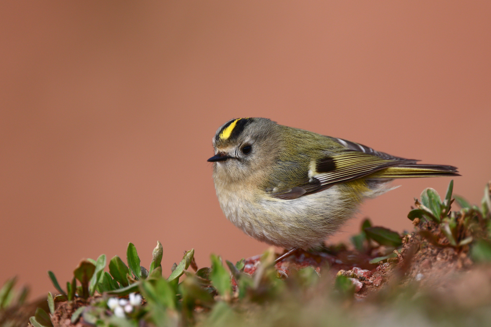 Wintergoldhähnchen