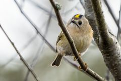 "WINTERGOLDHÄHNCHEN"