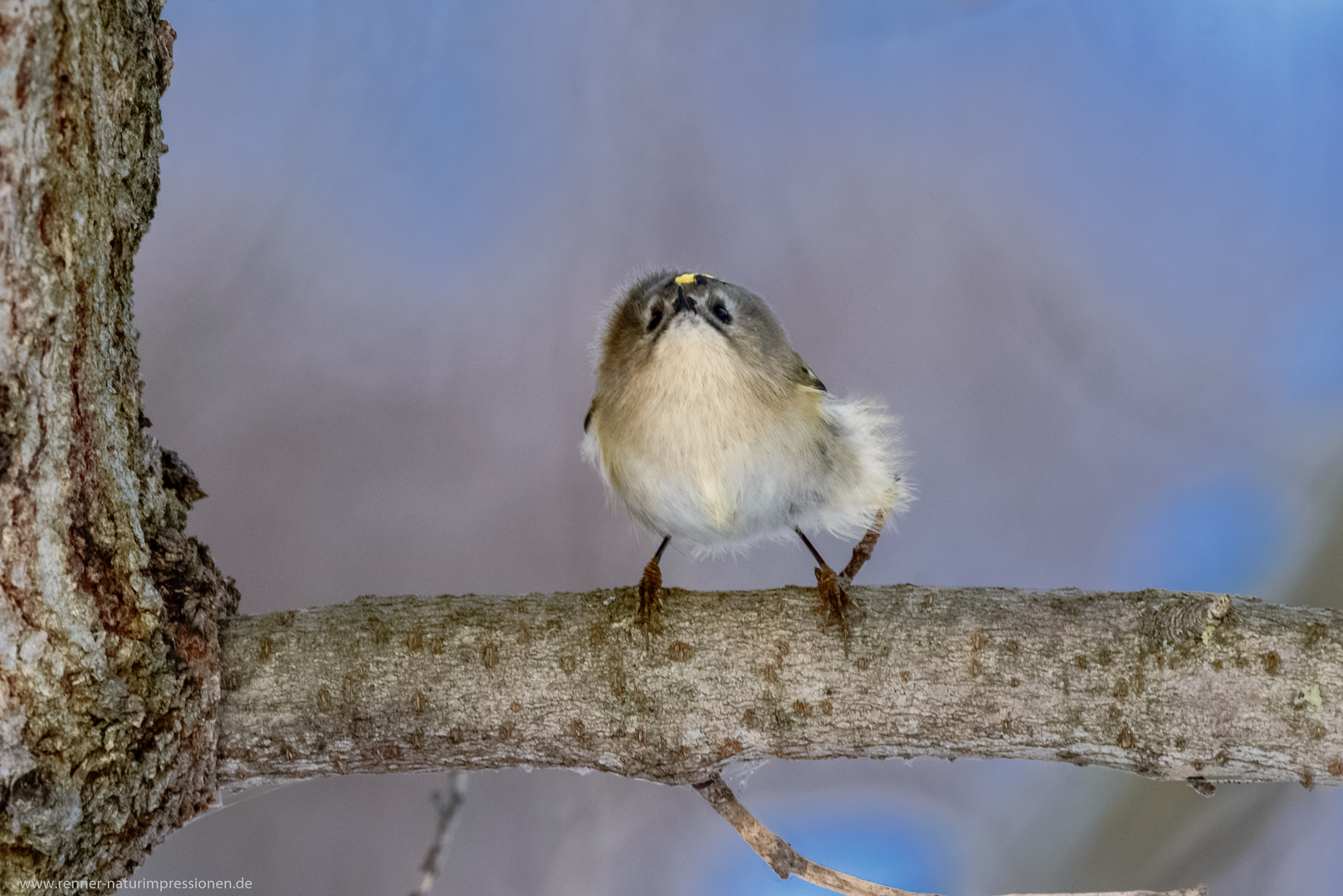 Wintergoldhähnchen 