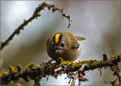 Wintergoldhähnchen