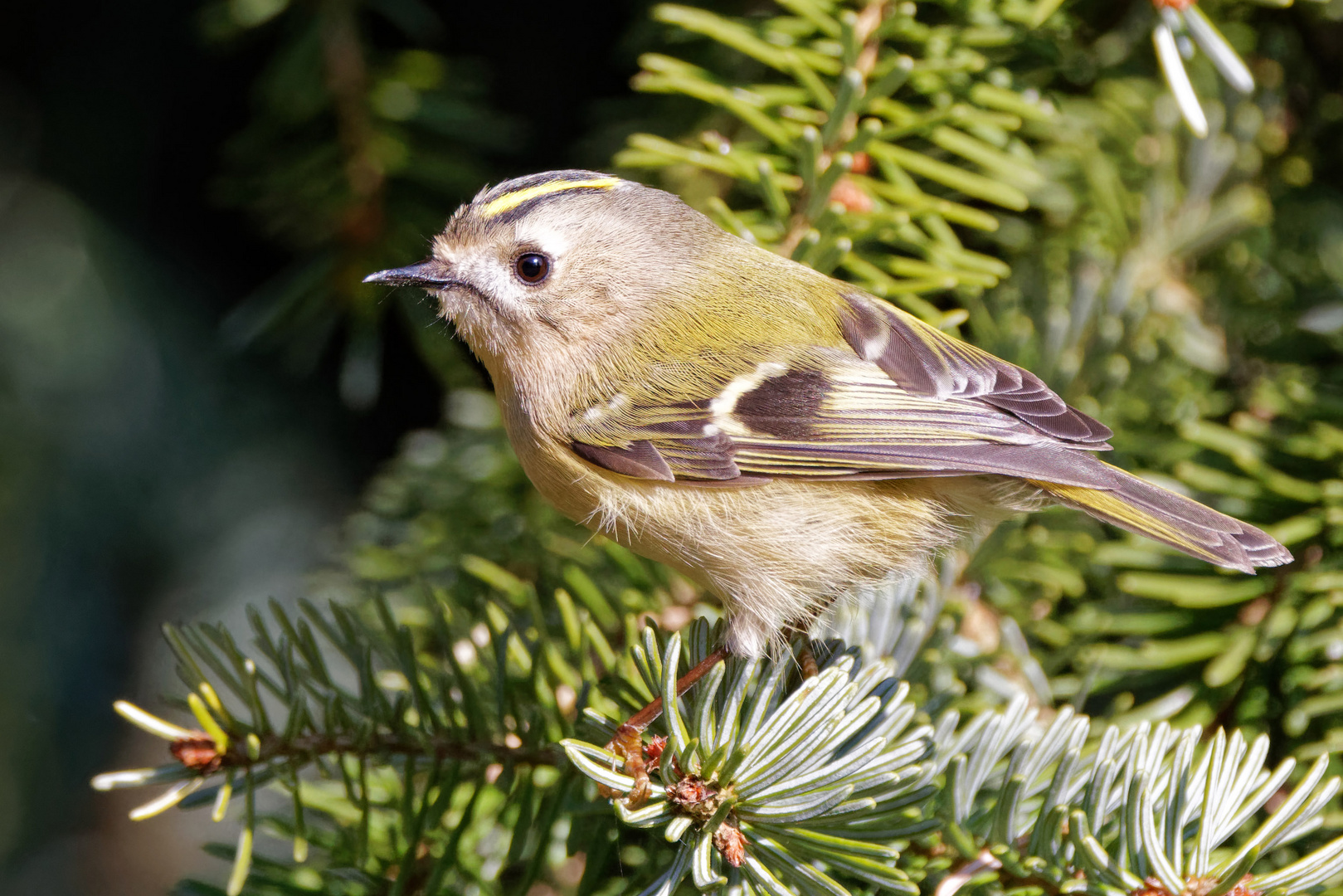 Wintergoldhähnchen