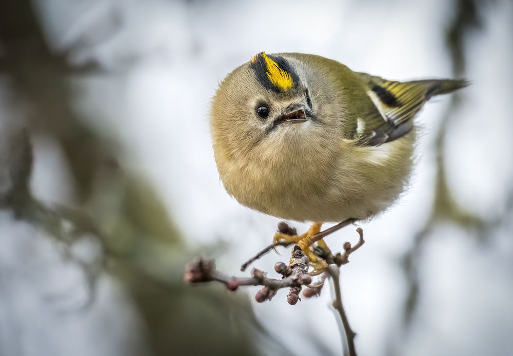 "WINTERGOLDHÄHNCHEN"