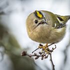 "WINTERGOLDHÄHNCHEN"