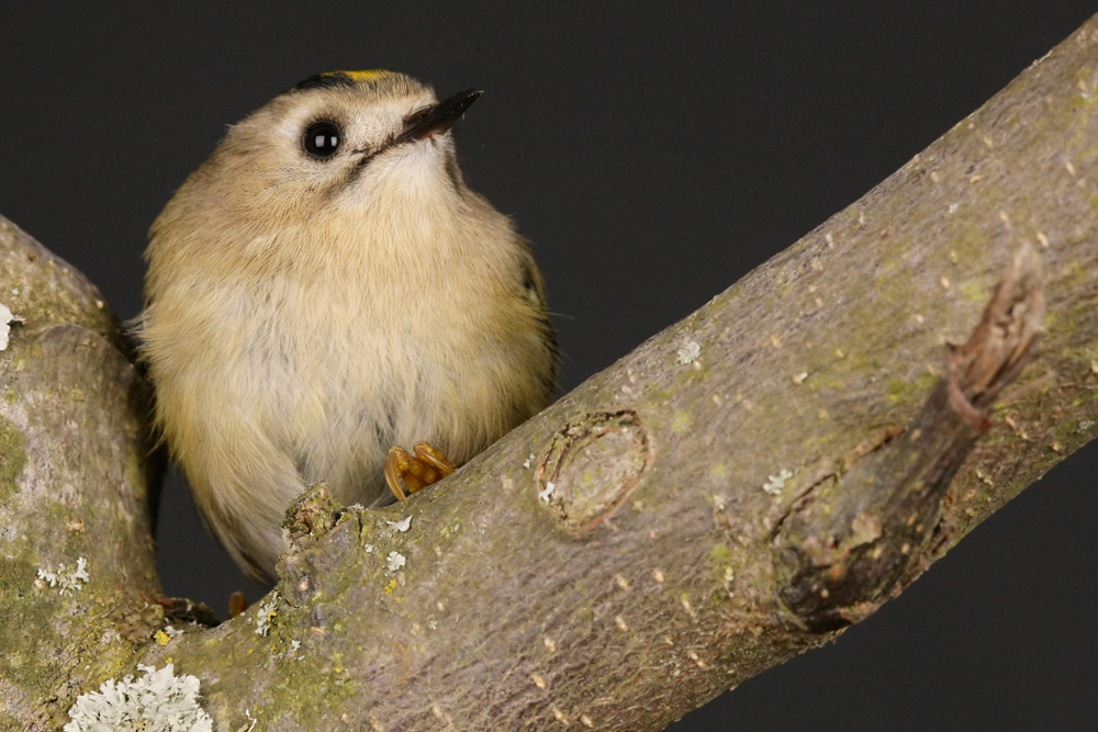 Wintergoldhähnchen