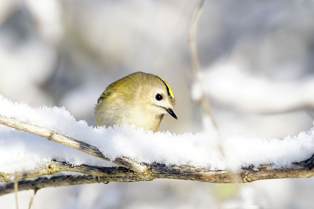 Wintergoldhähnchen