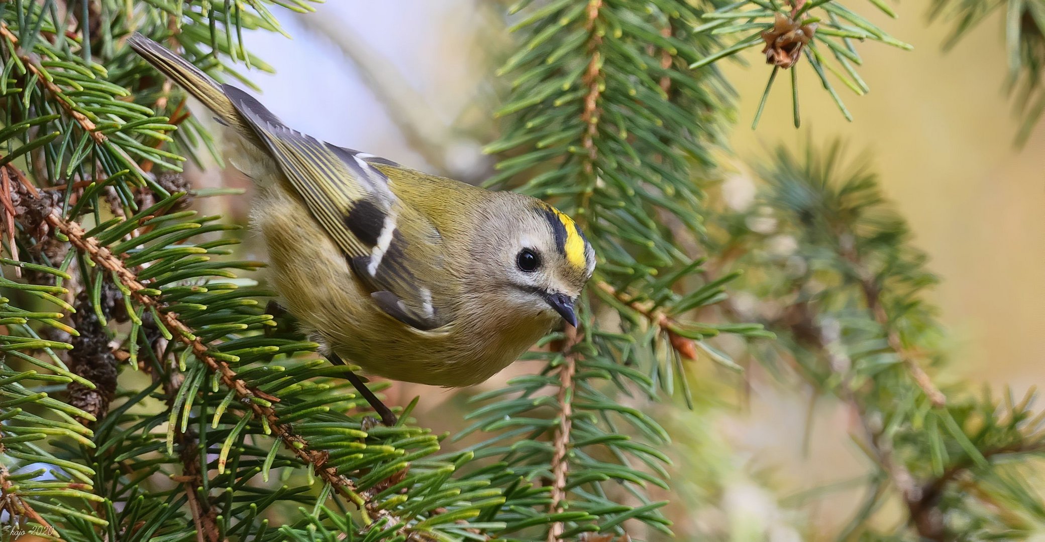 * Wintergoldhähnchen *