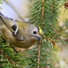 * Wintergoldhähnchen *