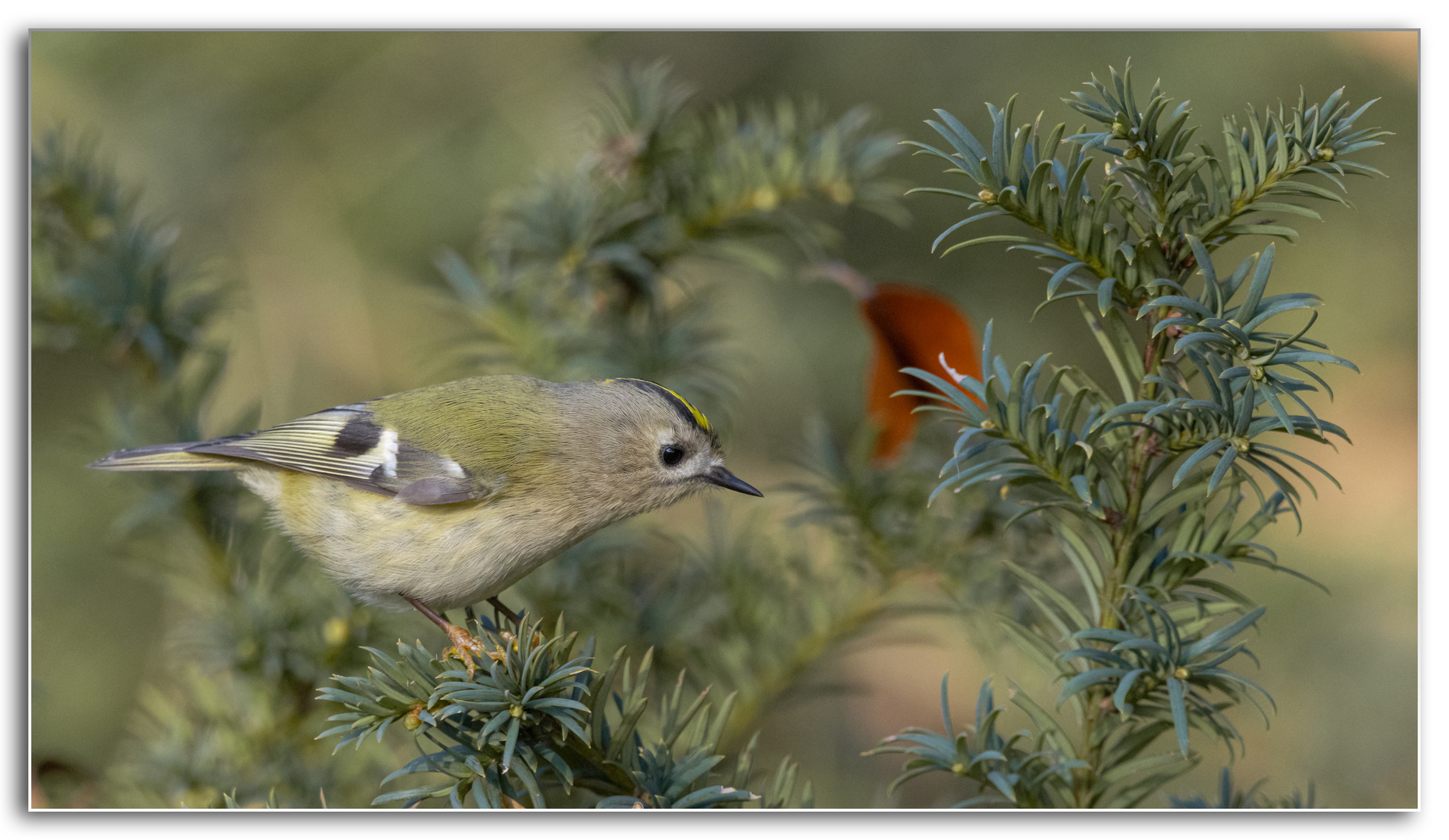 Wintergoldhähnchen