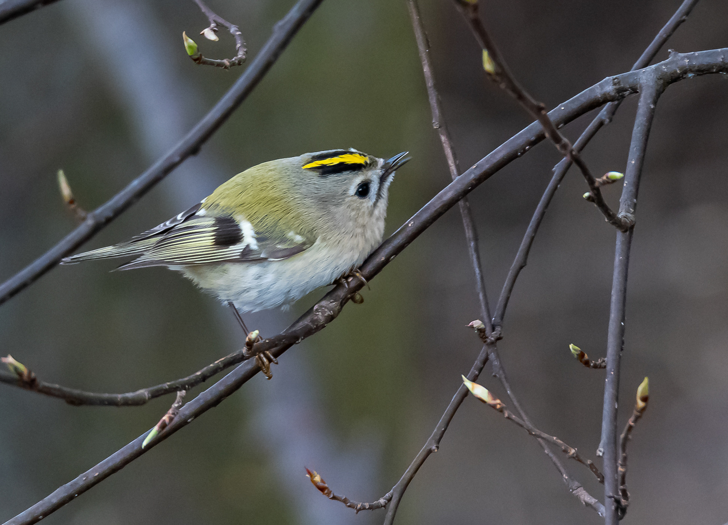 Wintergoldhähnchen