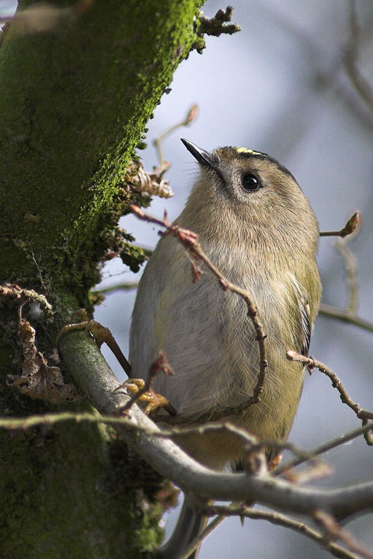 Wintergoldhähnchen