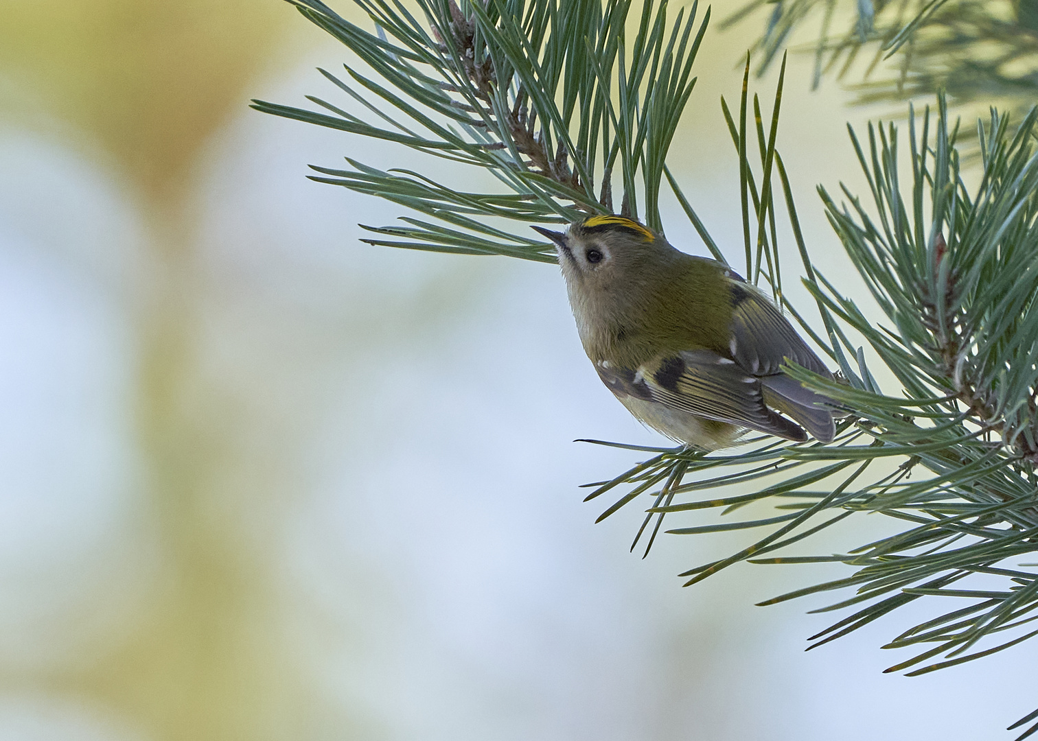 Wintergoldhähnchen