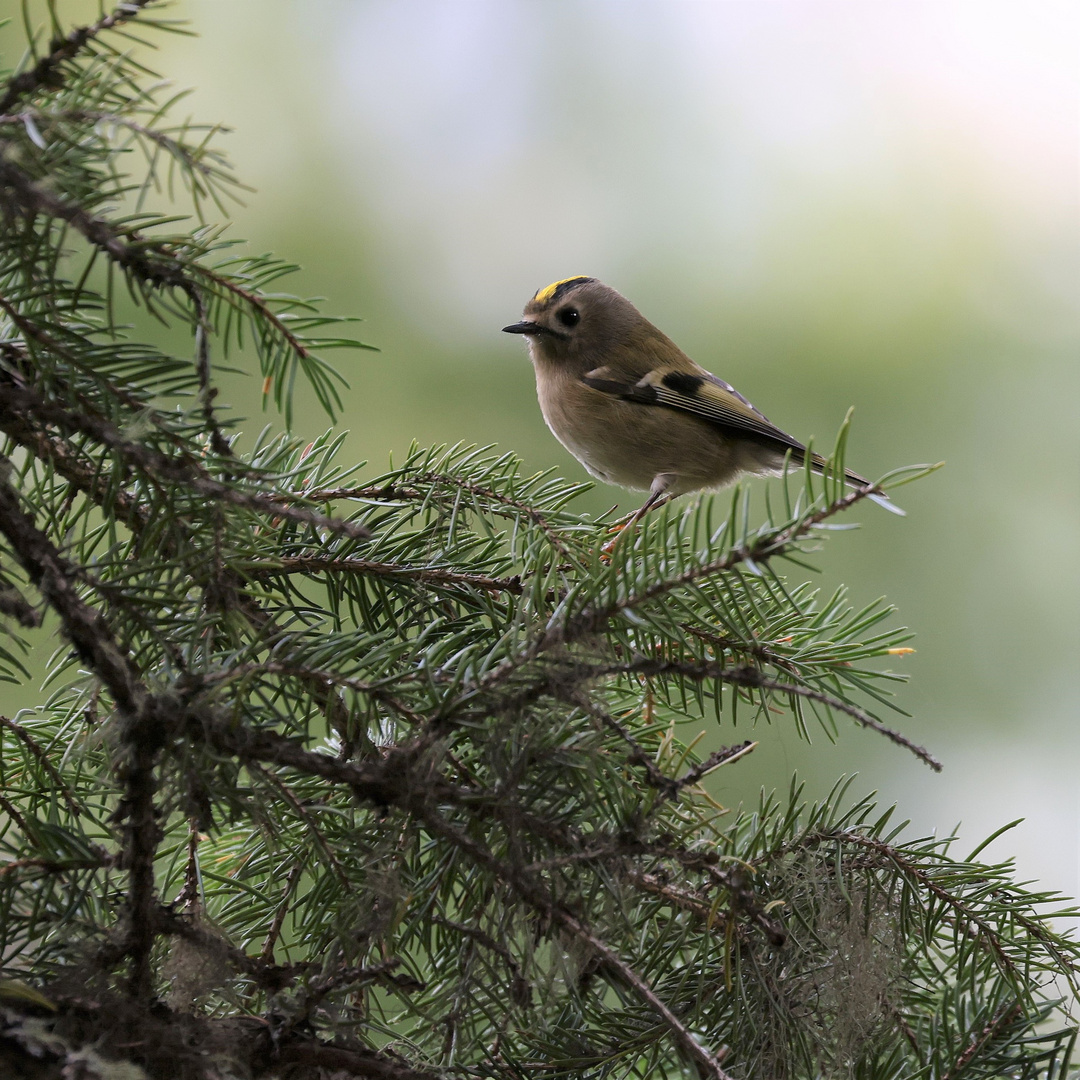 Wintergoldhähnchen