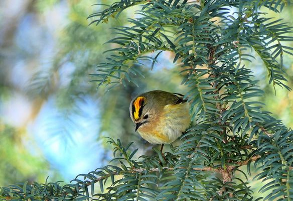 Wintergoldhähnchen