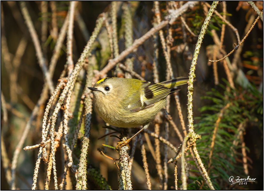 Wintergoldhähnchen