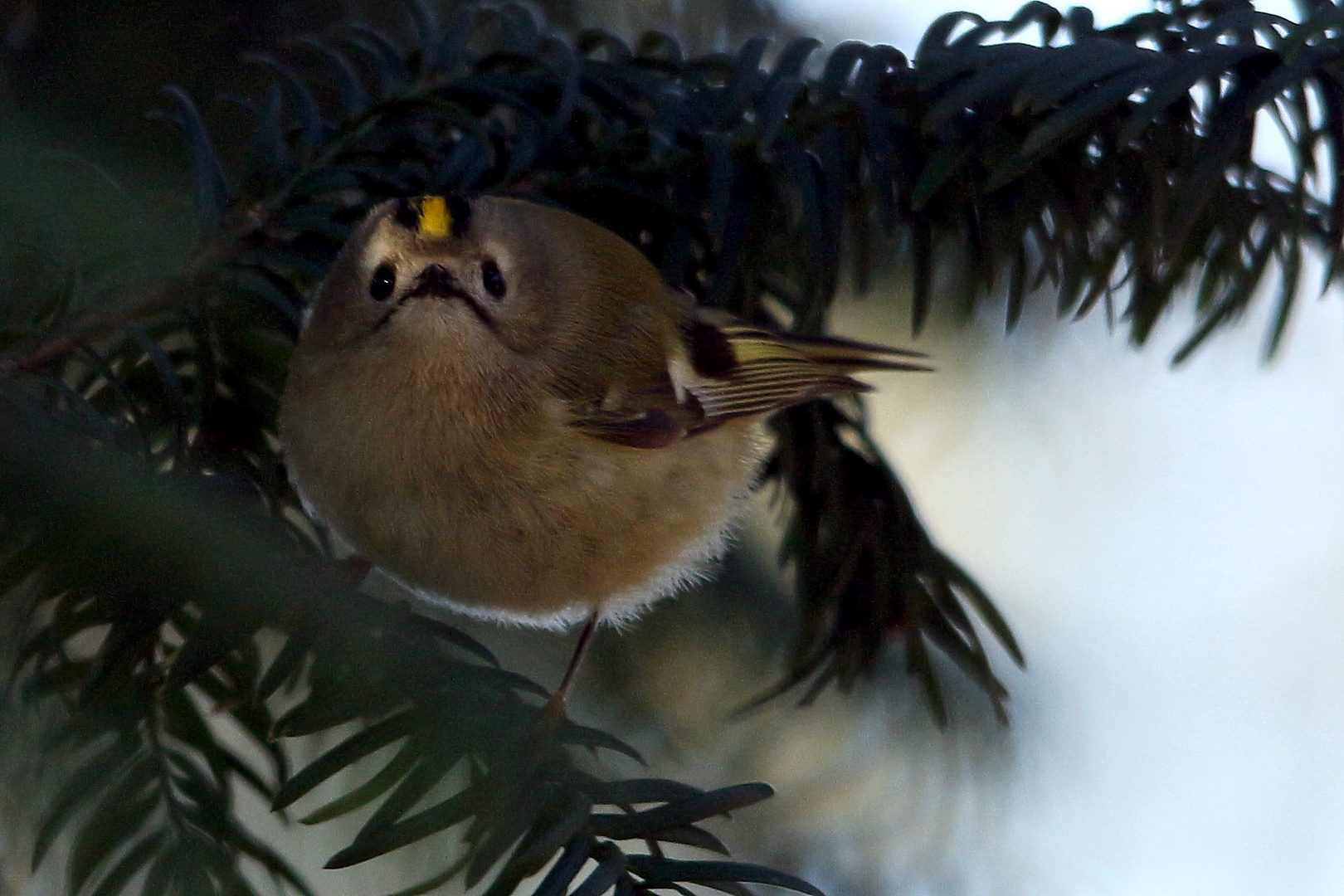 Wintergoldhähnchen 2