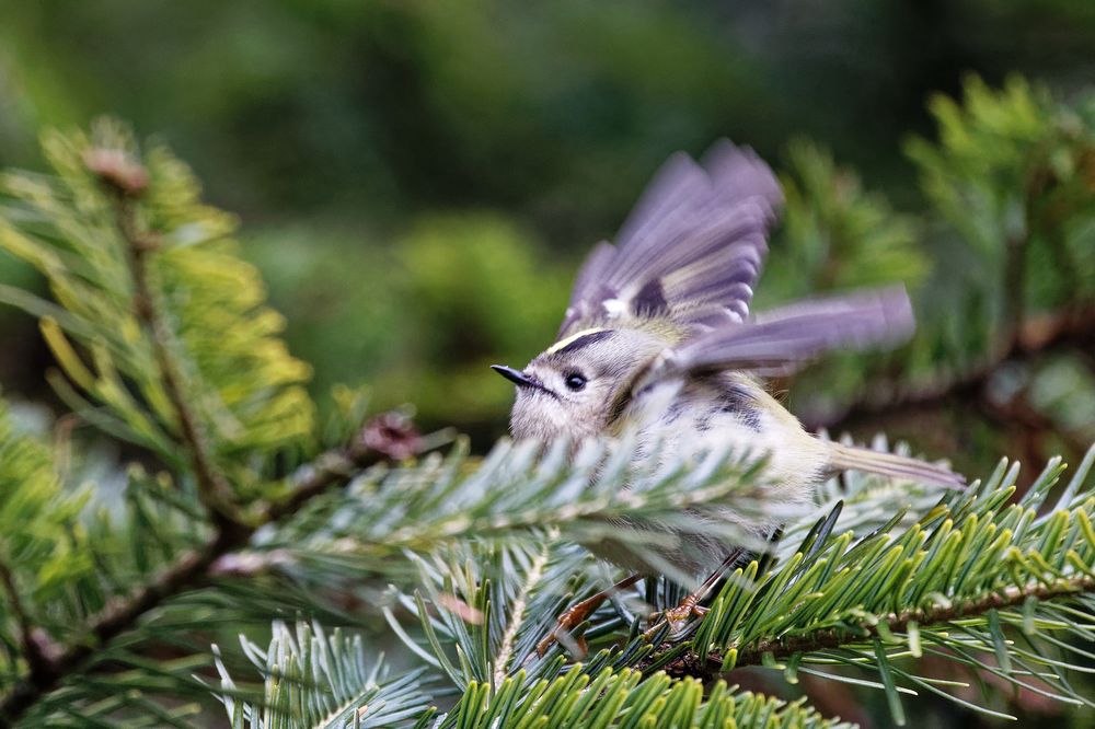 Wintergoldhähnchen 2 (Regulus regulus)